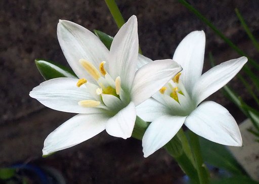 Ornithogalum umbellatum　