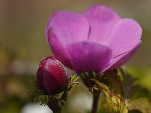 canon macro FD100mm F4 SC