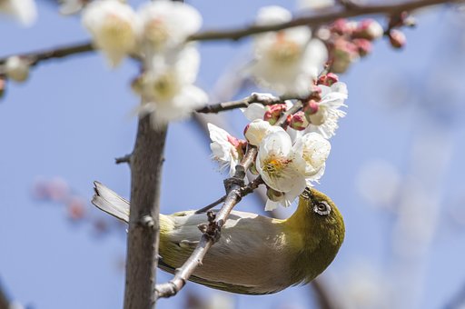 全集中～吸蜜の呼吸