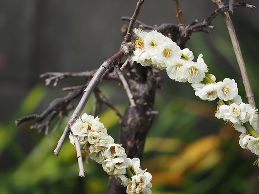 梅一枝