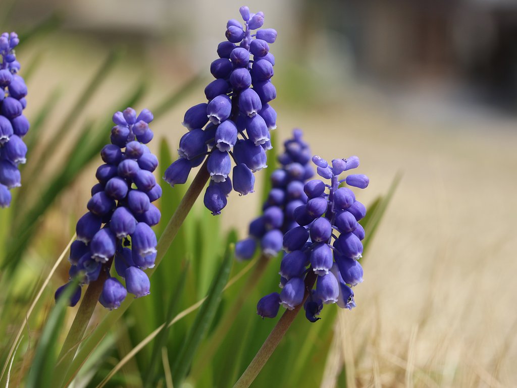 canon EF-S 60mmF2.8 Macro