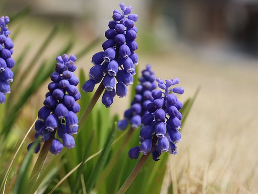 canon EF-S 60mmF2.8 Macro