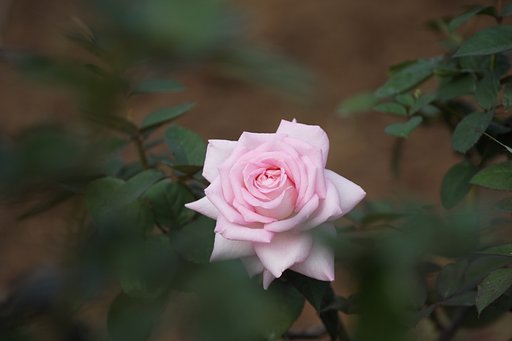 深窓の薔薇