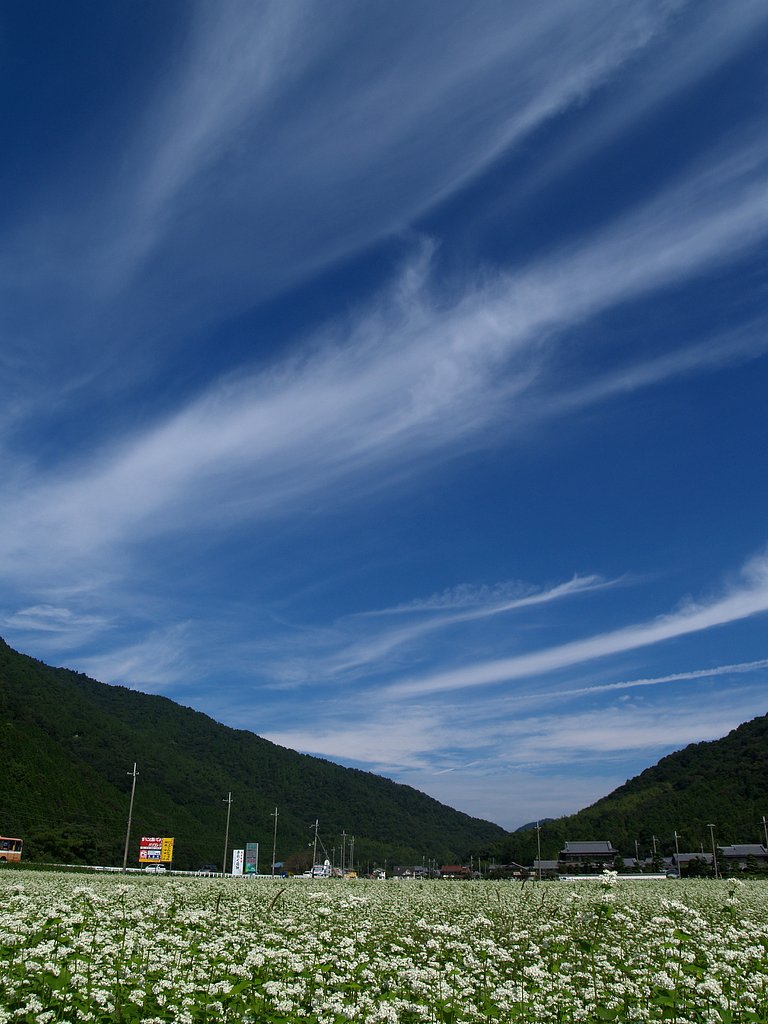 道端の蕎麦畑と秋の空