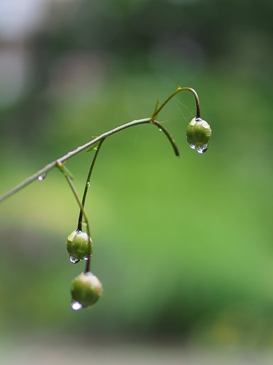 街中の「森の妖精」