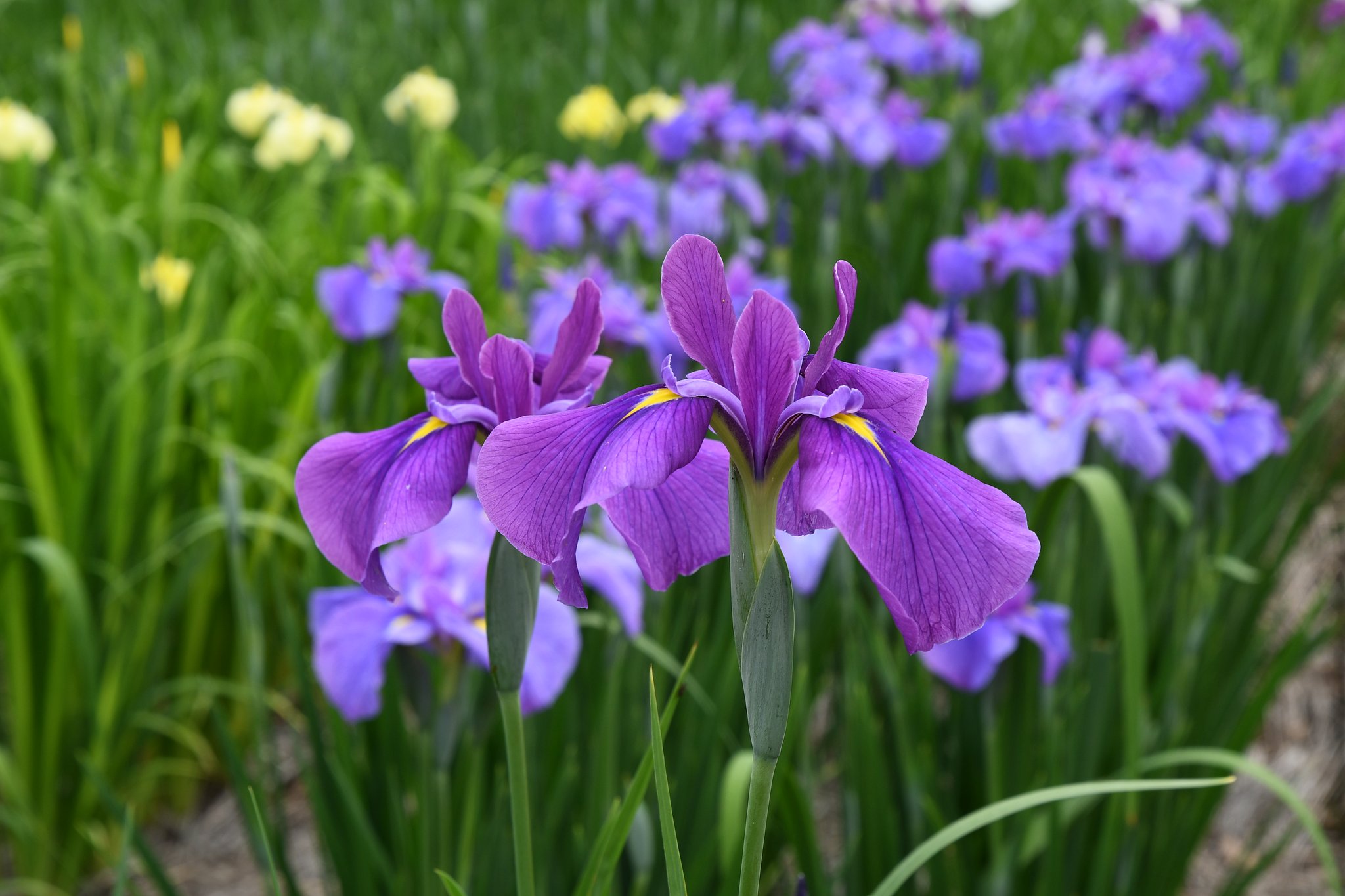菖蒲