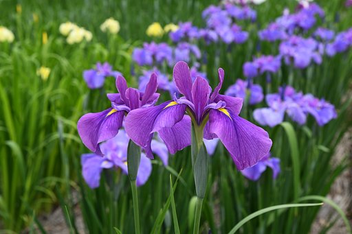 菖蒲