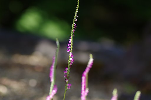 ねじり花