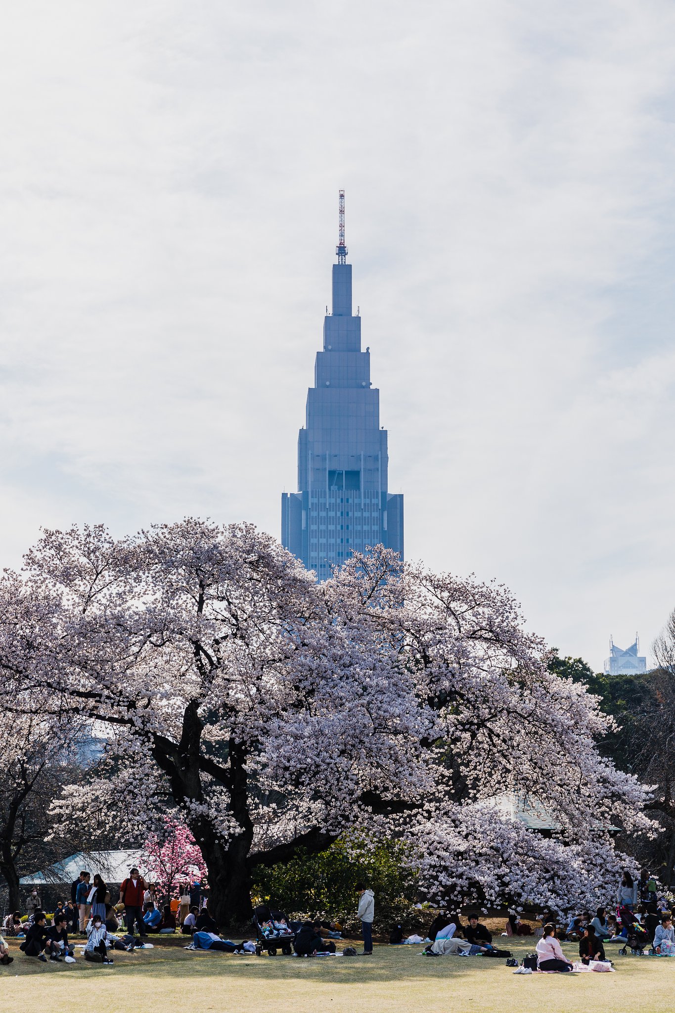 今年、見られなかった桜