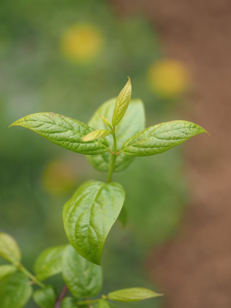 Let It Green 2