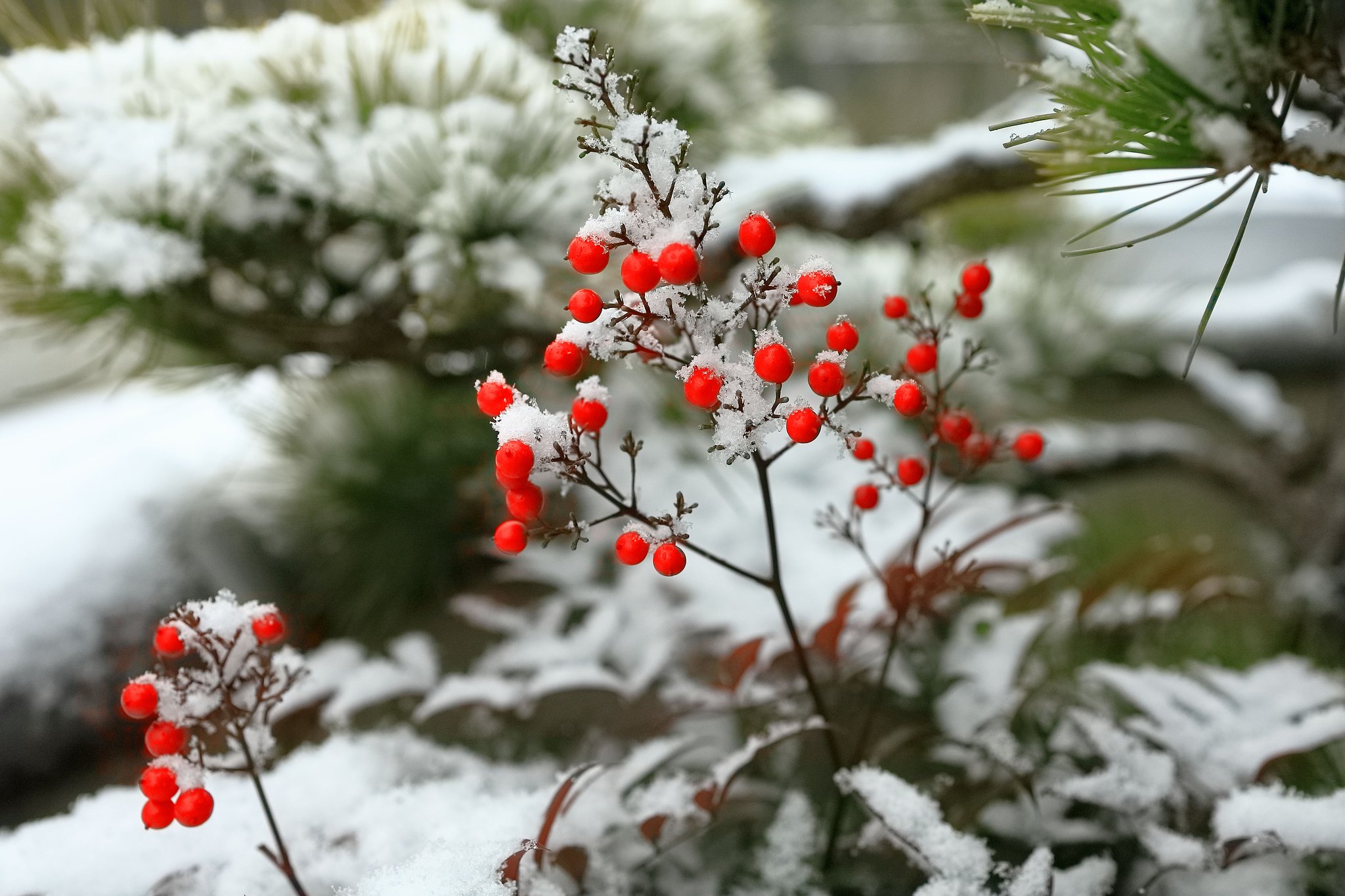 初雪