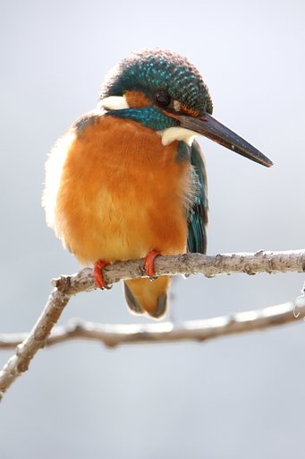マルバヤナギのカワセミ