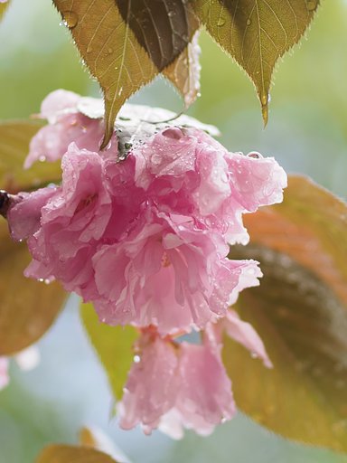 4月18日の写真
