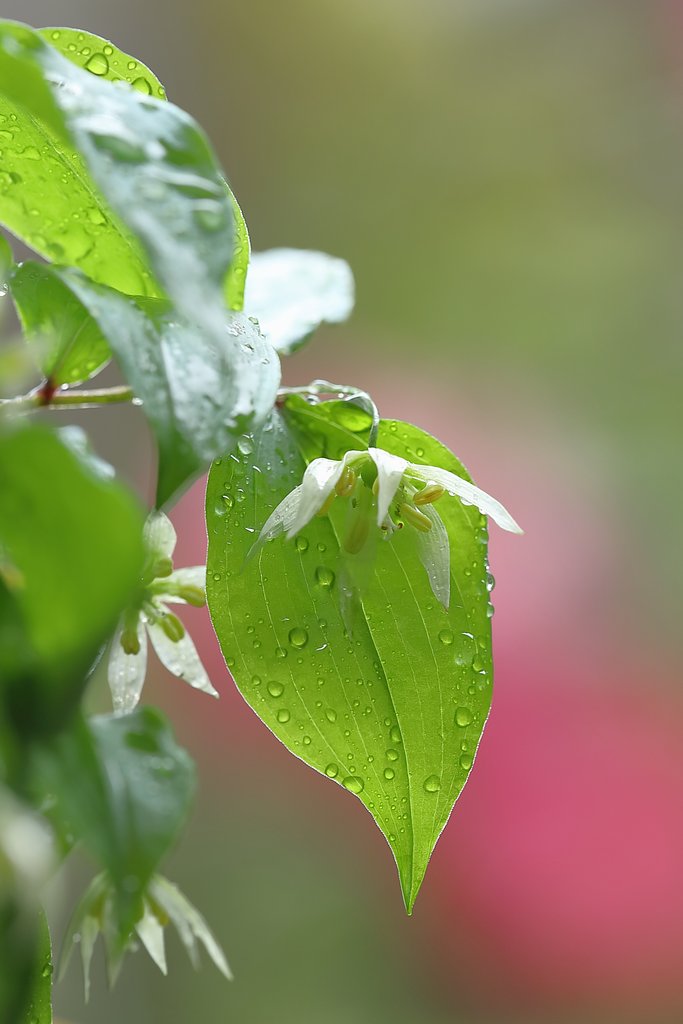雨の日のチゴユリ