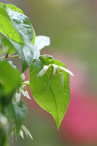 雨の日のチゴユリ