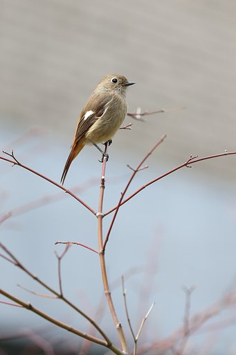 3月3日の写真