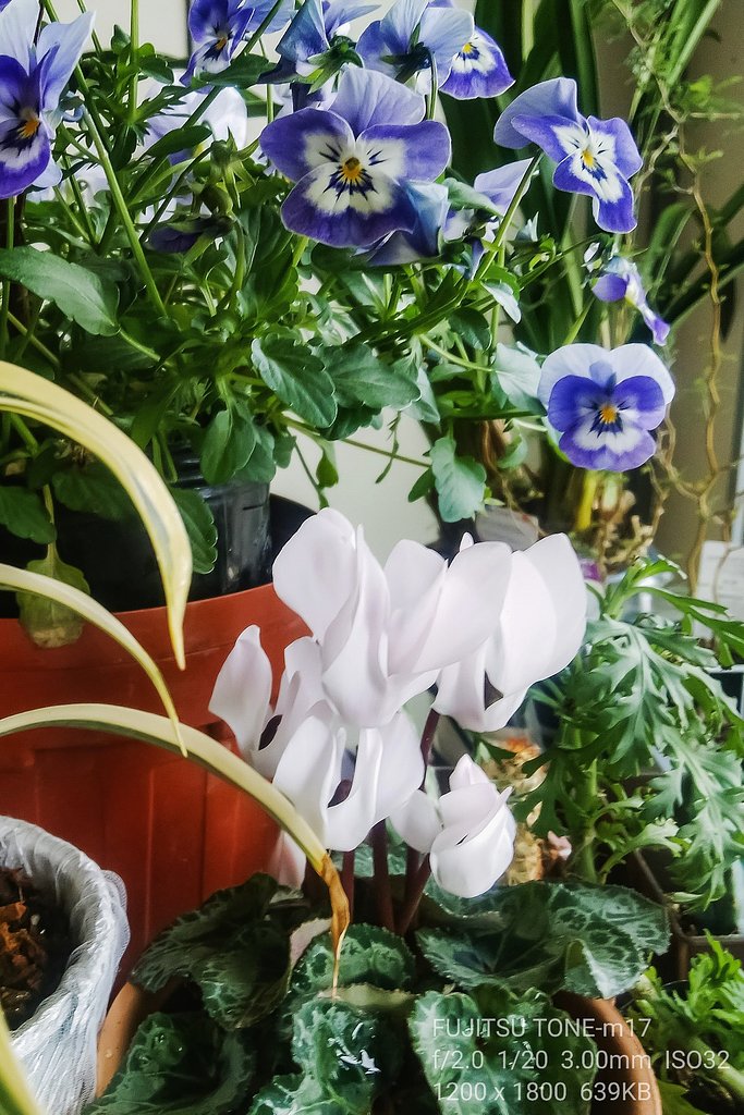 部屋の花