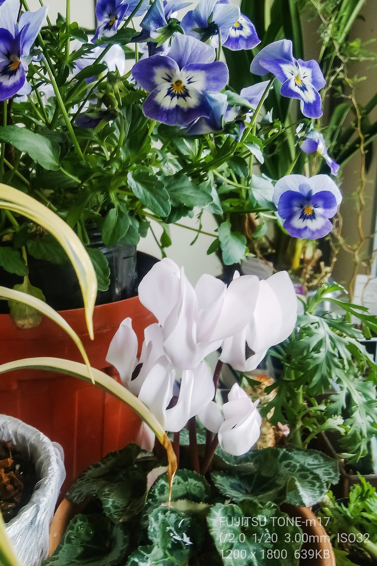 部屋の花
