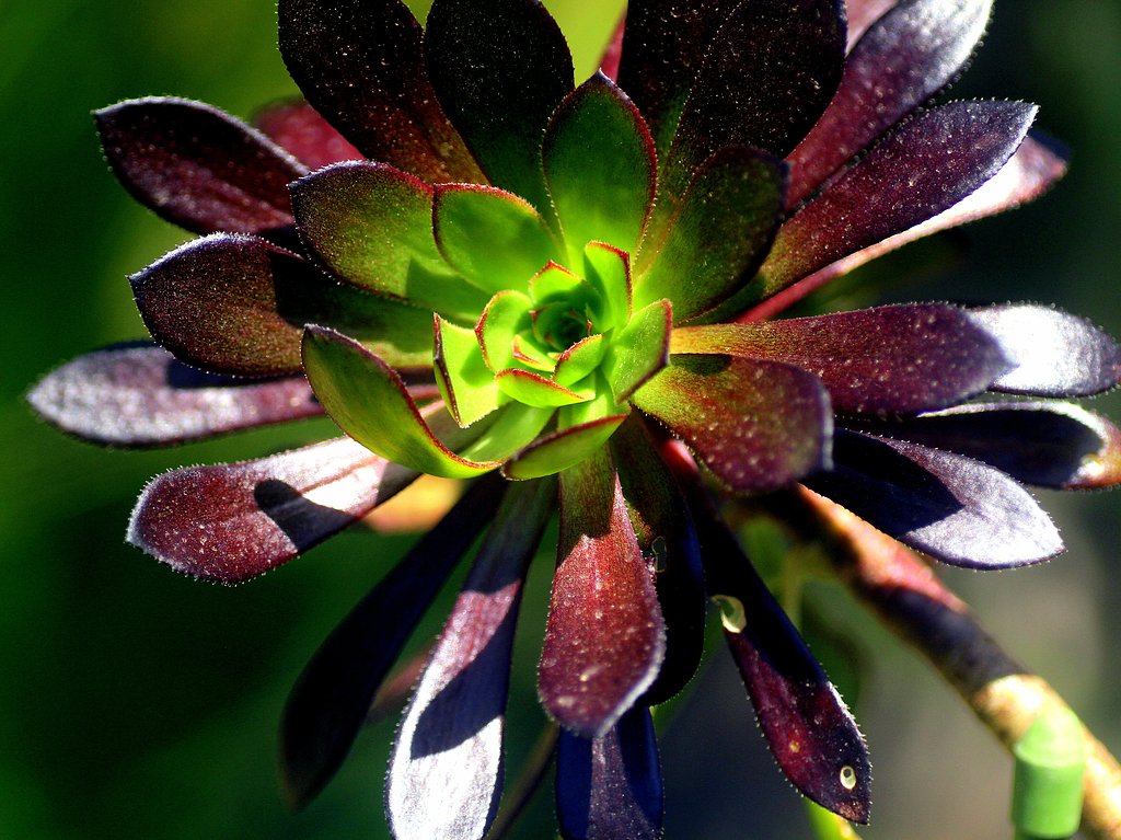 Tamron90mmF2.8macro 172E