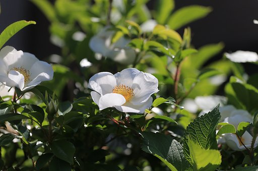 お日さま燦々