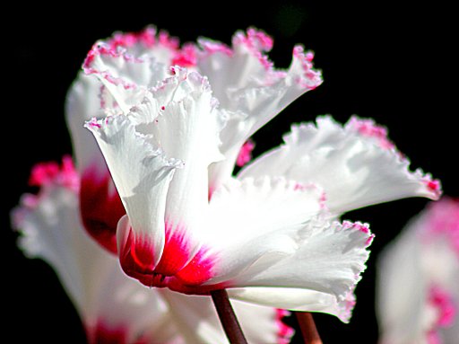 シクラメンの花UP