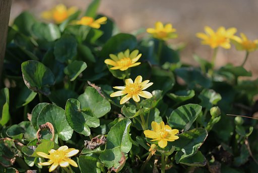 【如月の花】金盃にお日様一杯