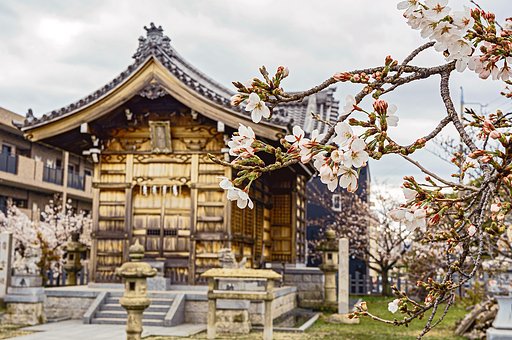 【好きなもの　桜景】桜三分咲きと社
