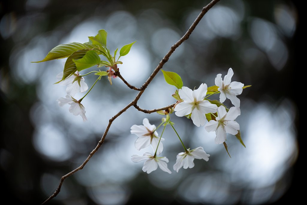 山桜