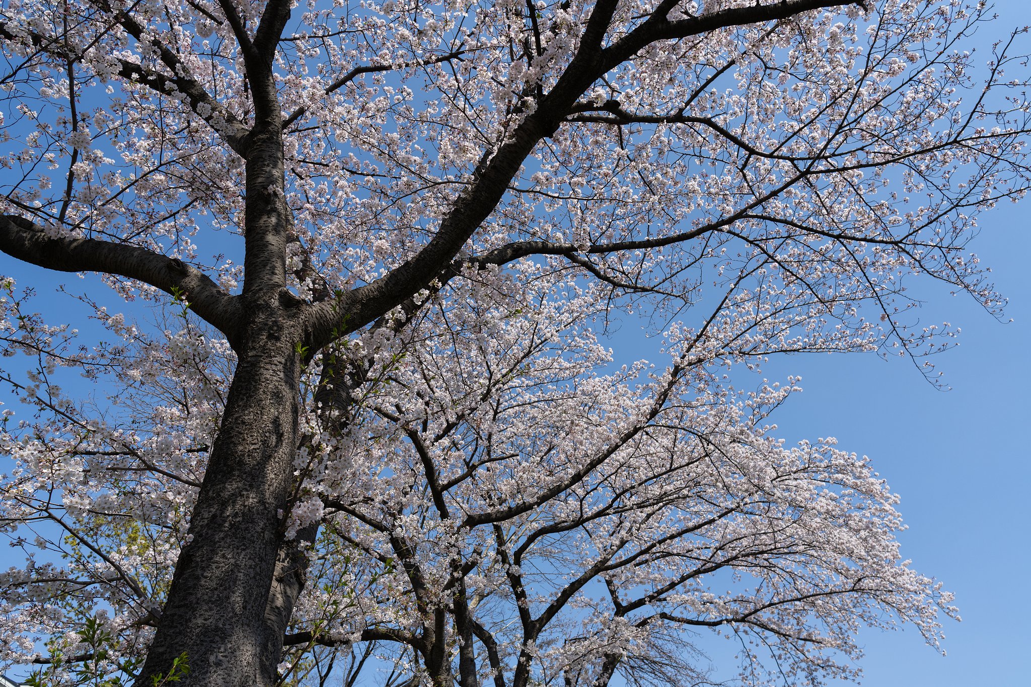 春爛漫