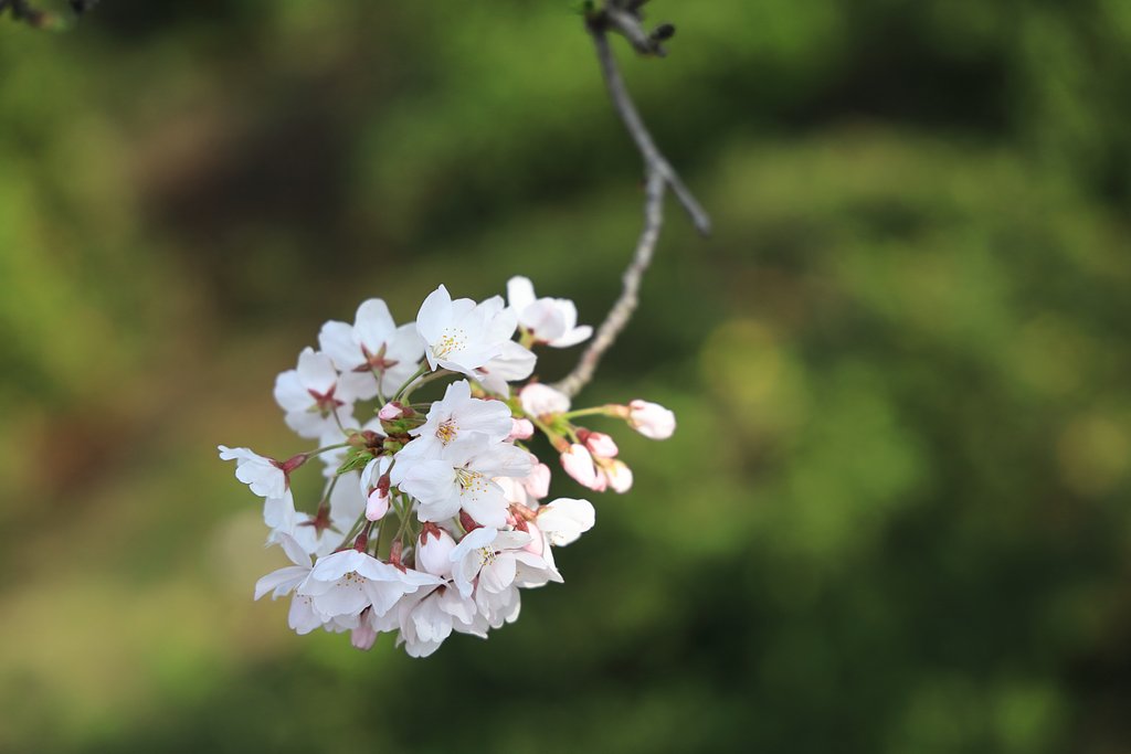 花盛り