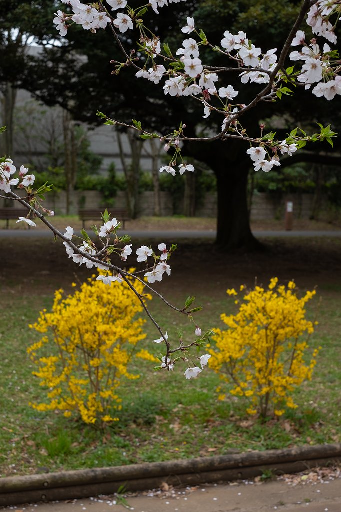花のような黄色い葉