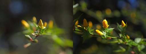 春、主役の舞台