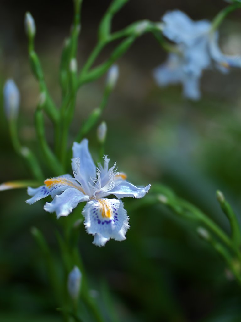 ED 25mm F1.2 Pro