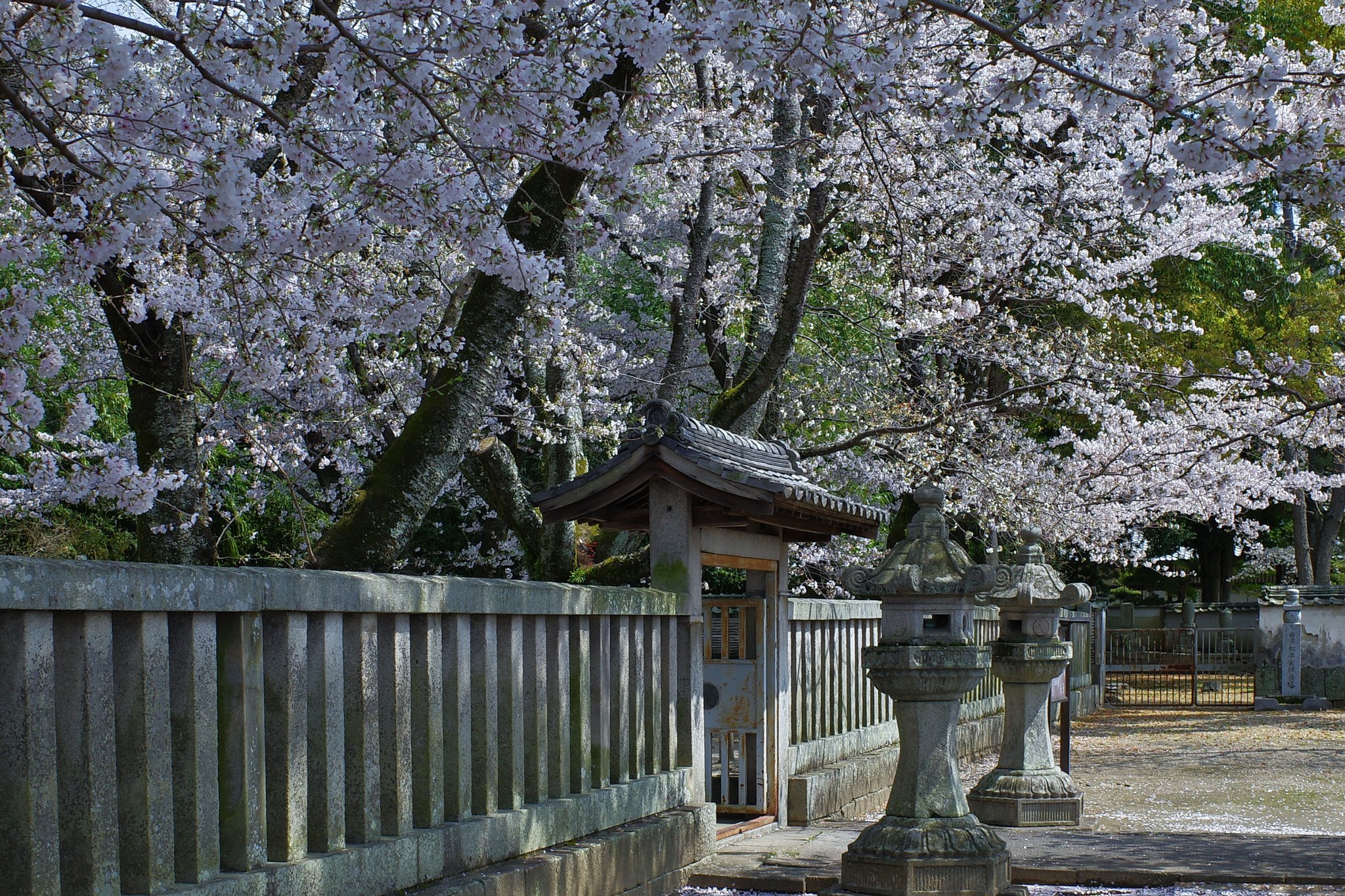 付属レンズ