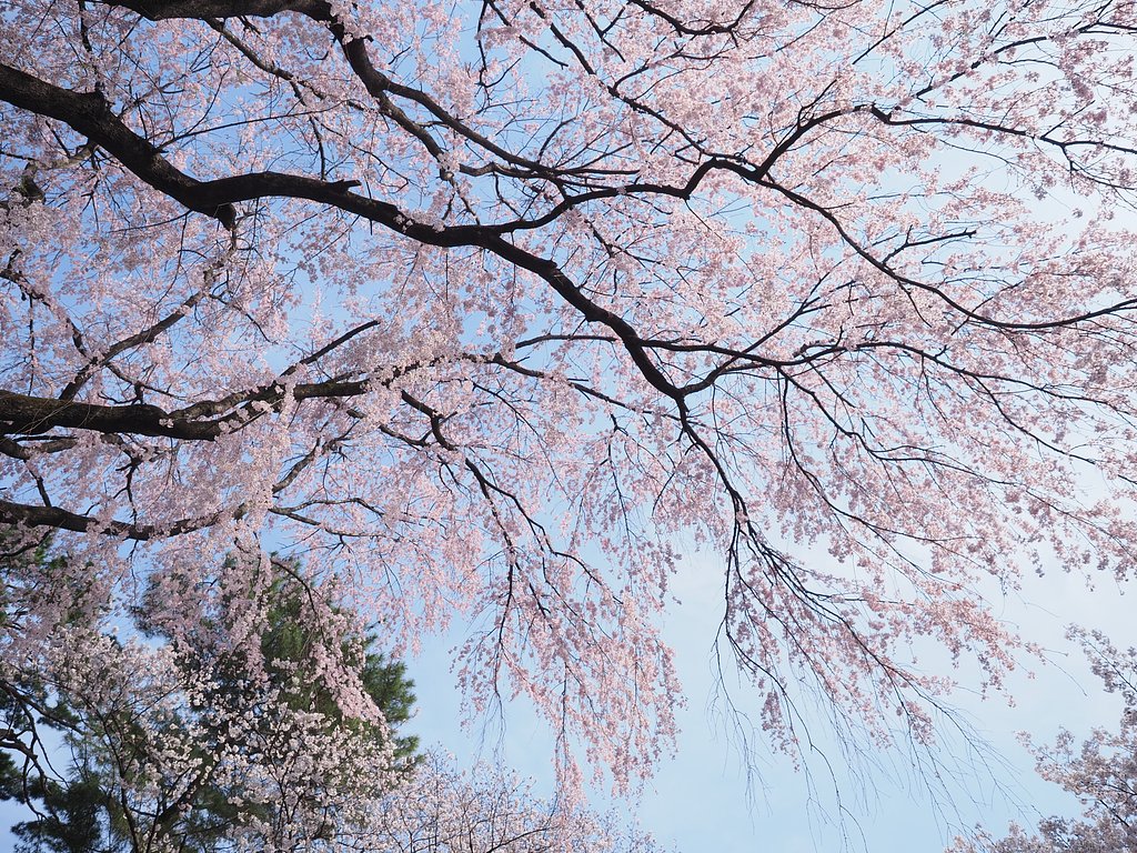 春の広がり