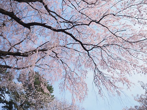 春の広がり