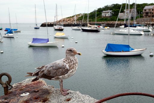 Herring Gull?