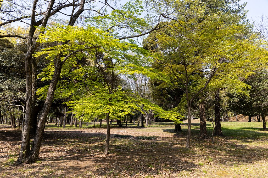 新緑広がる