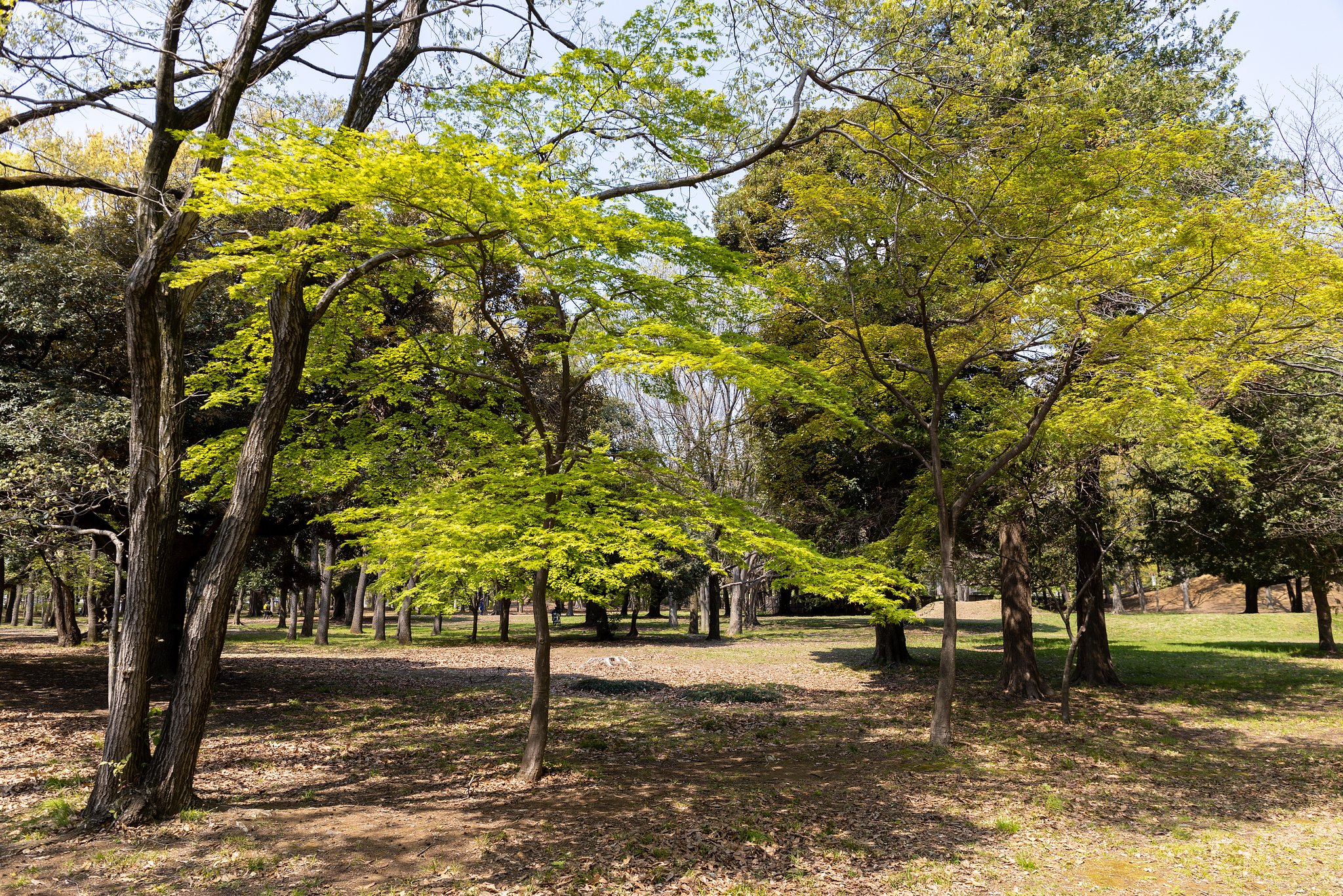 新緑広がる