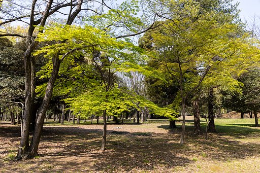 新緑広がる