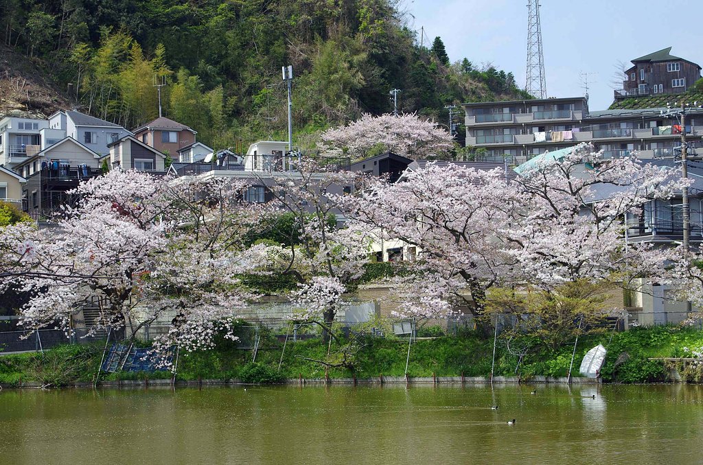 谷戸池