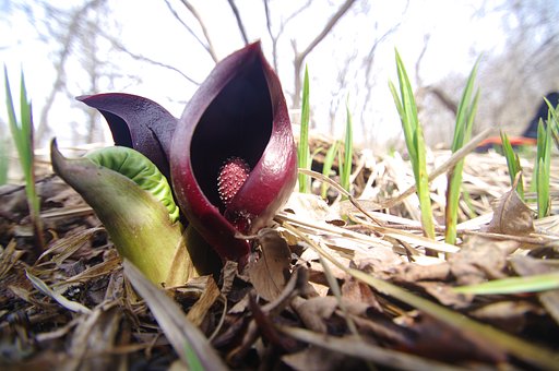 ざぜん草