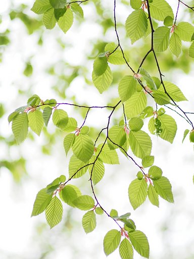 Let It Green
