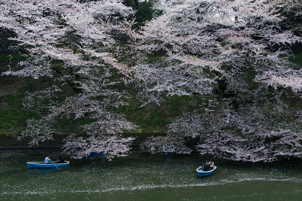今年は見られなかった桜３