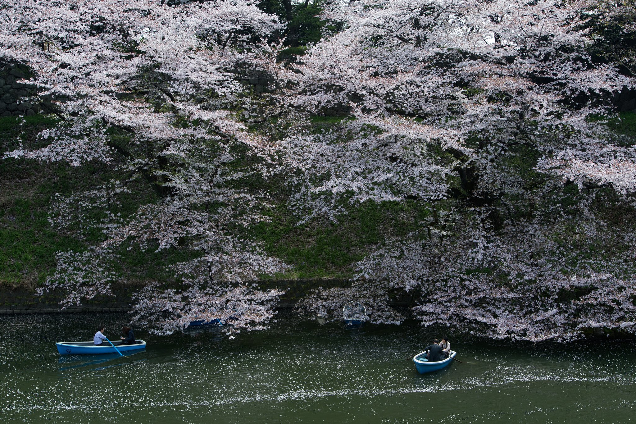 今年は見られなかった桜３