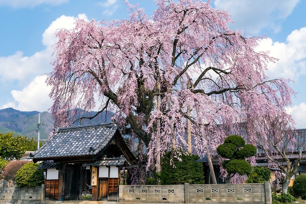 【はな】増泉寺のしだれ桜2020