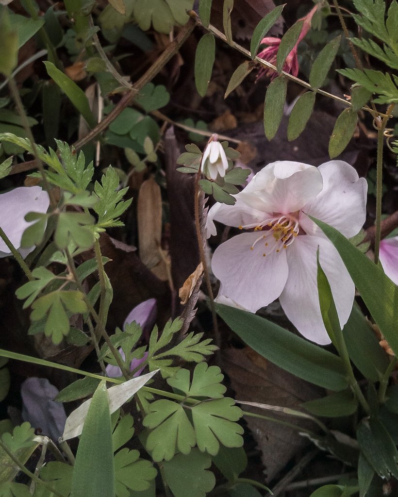桜の下草「ヒメウズ」