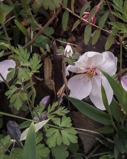 桜の下草「ヒメウズ」