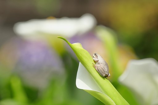 これも庭撮りです