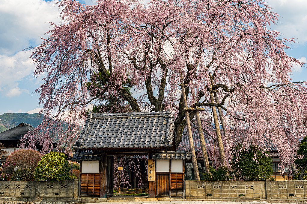 【はな】増泉寺のしだれ桜